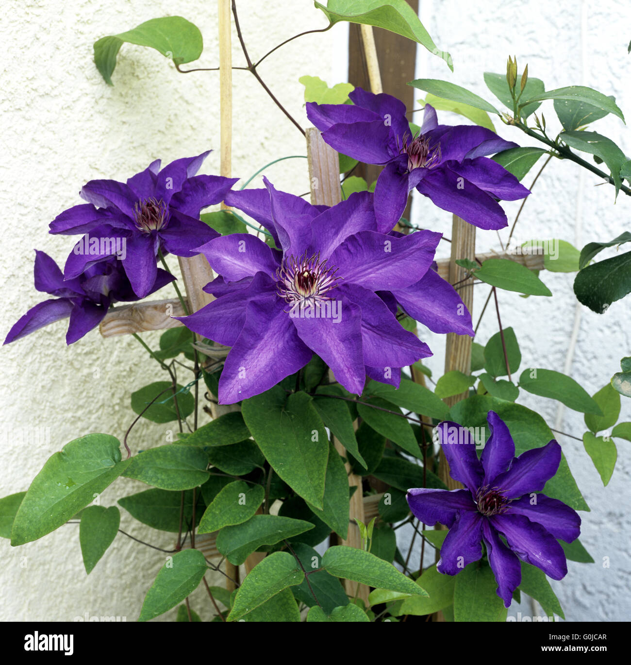 Clematis; The President Stock Photo