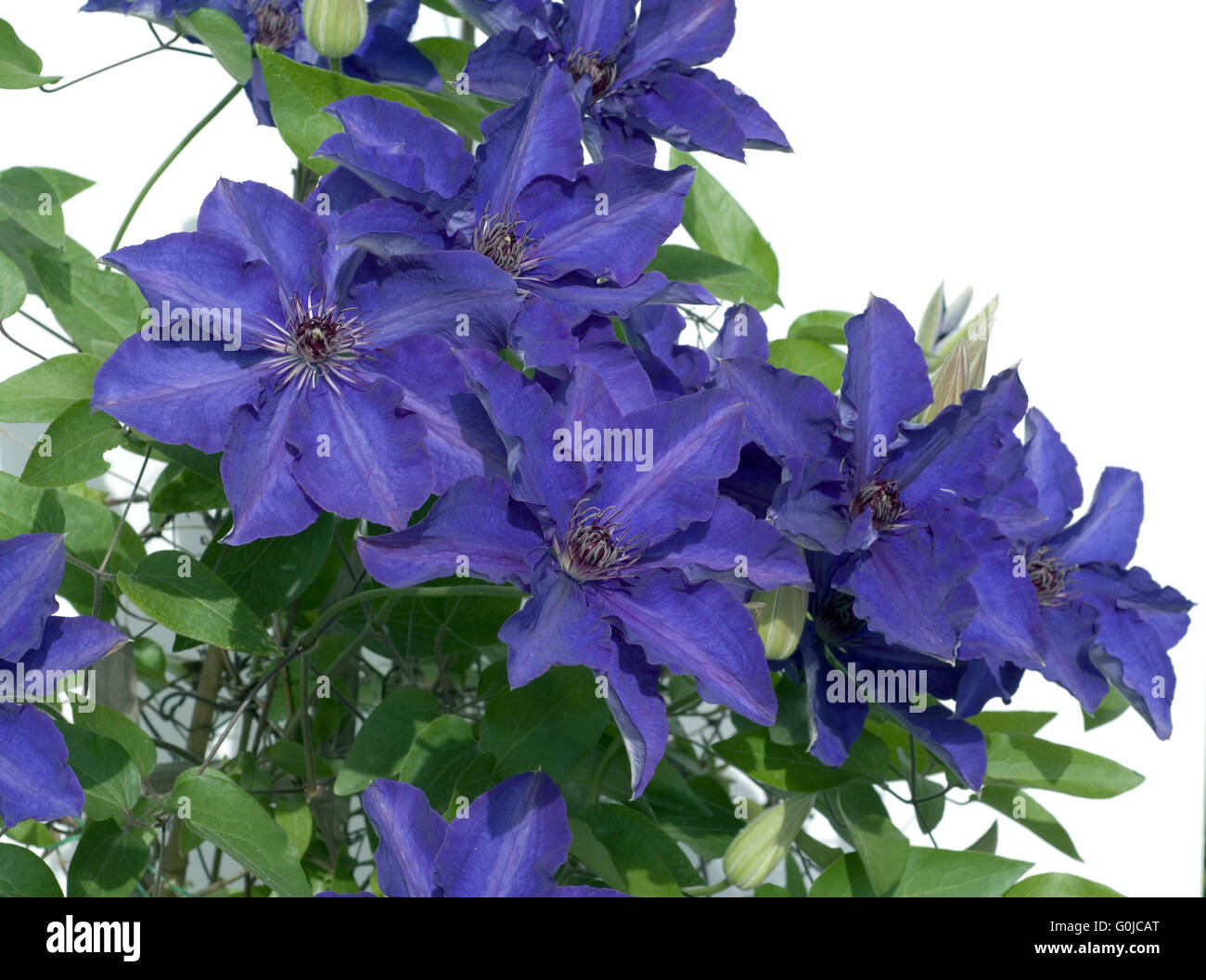 Clematis; The President Stock Photo