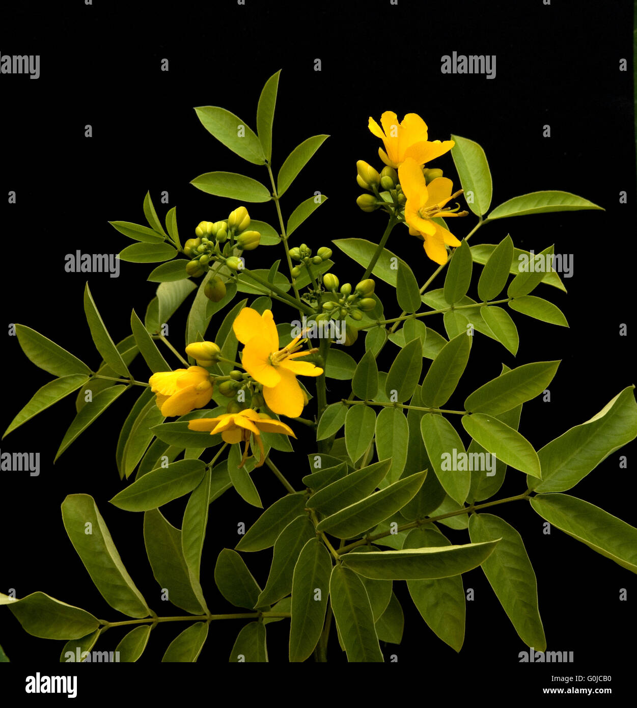 Cassia senna Stock Photo