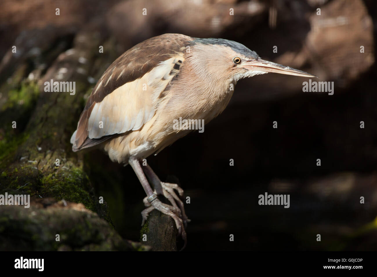 Little bittern (Ixobrychus minutus) at Dresden Zoo, Saxony, Germany. Stock Photo