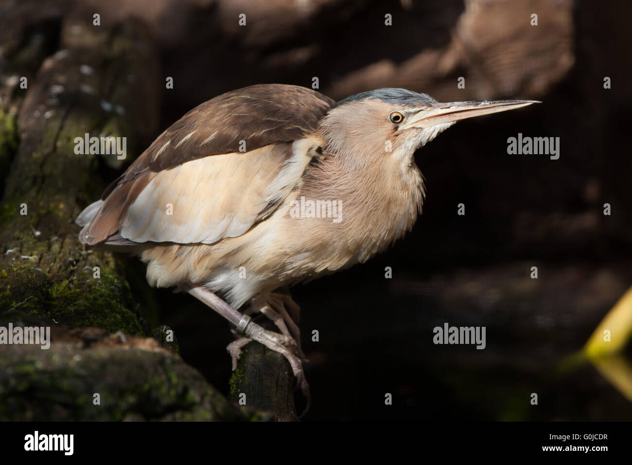 Little bittern (Ixobrychus minutus) at Dresden Zoo, Saxony, Germany. Stock Photo