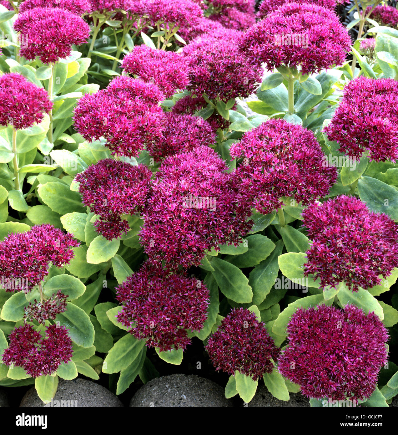 Fetthenne Stock Photo Alamy