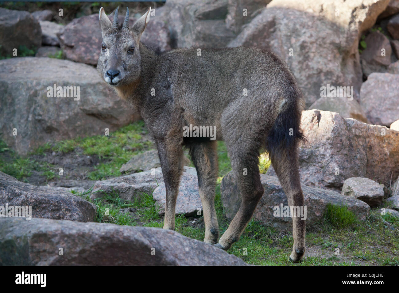 Chinese goral (Nemorhaedus griseus), also known as the grey long-tailed goral at Dresden Zoo, Saxony, Germany. Stock Photo