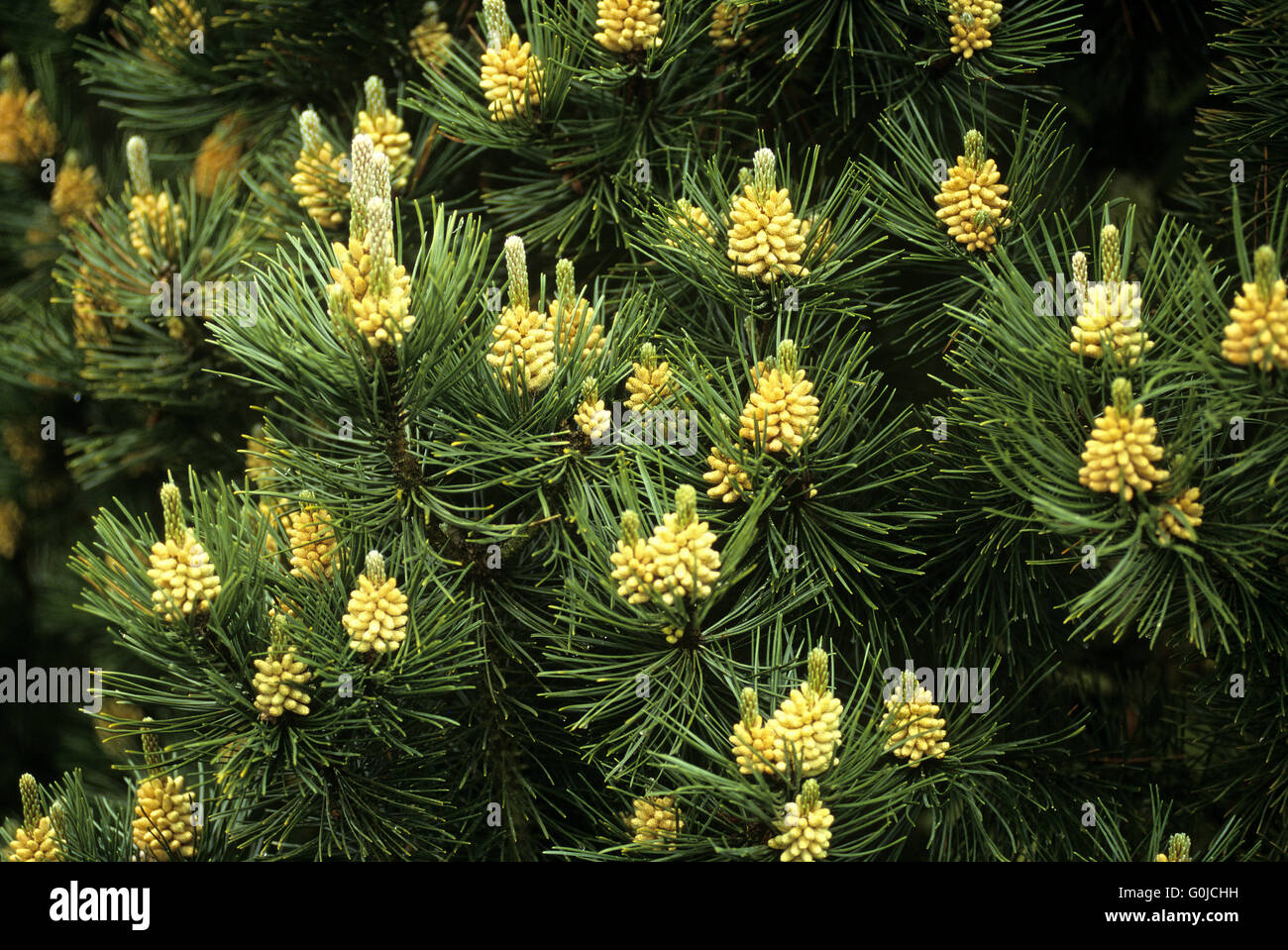 Bergkiefer, Green Column Stock Photo