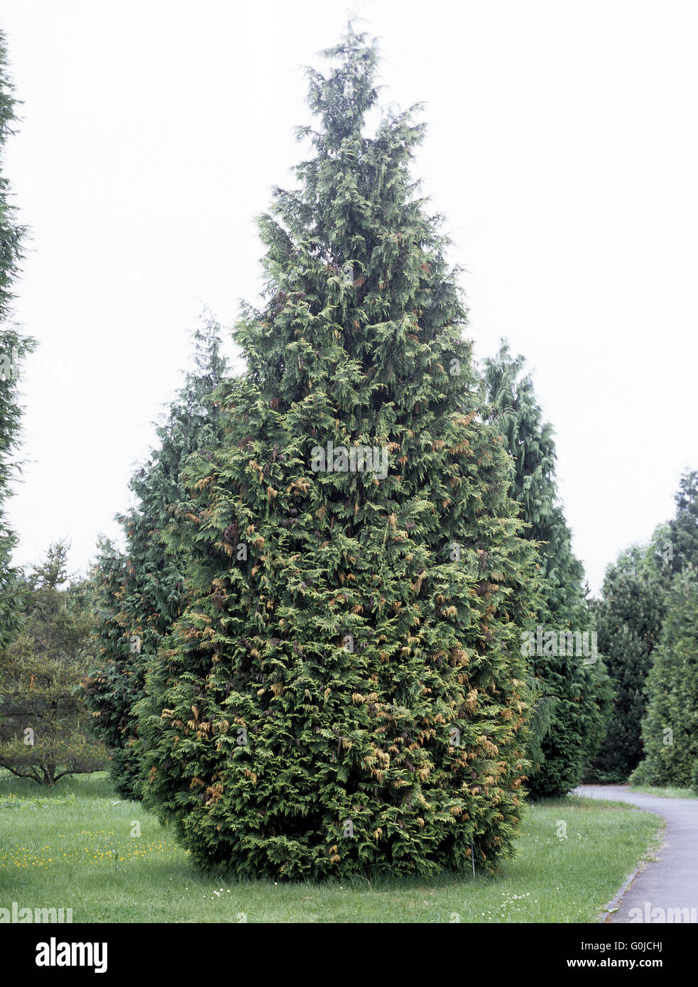 Lebensbaum, Thuja Stock Photo