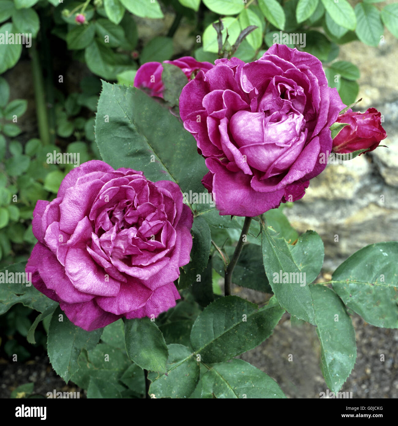 Old english pink rose hi-res stock photography and images - Alamy