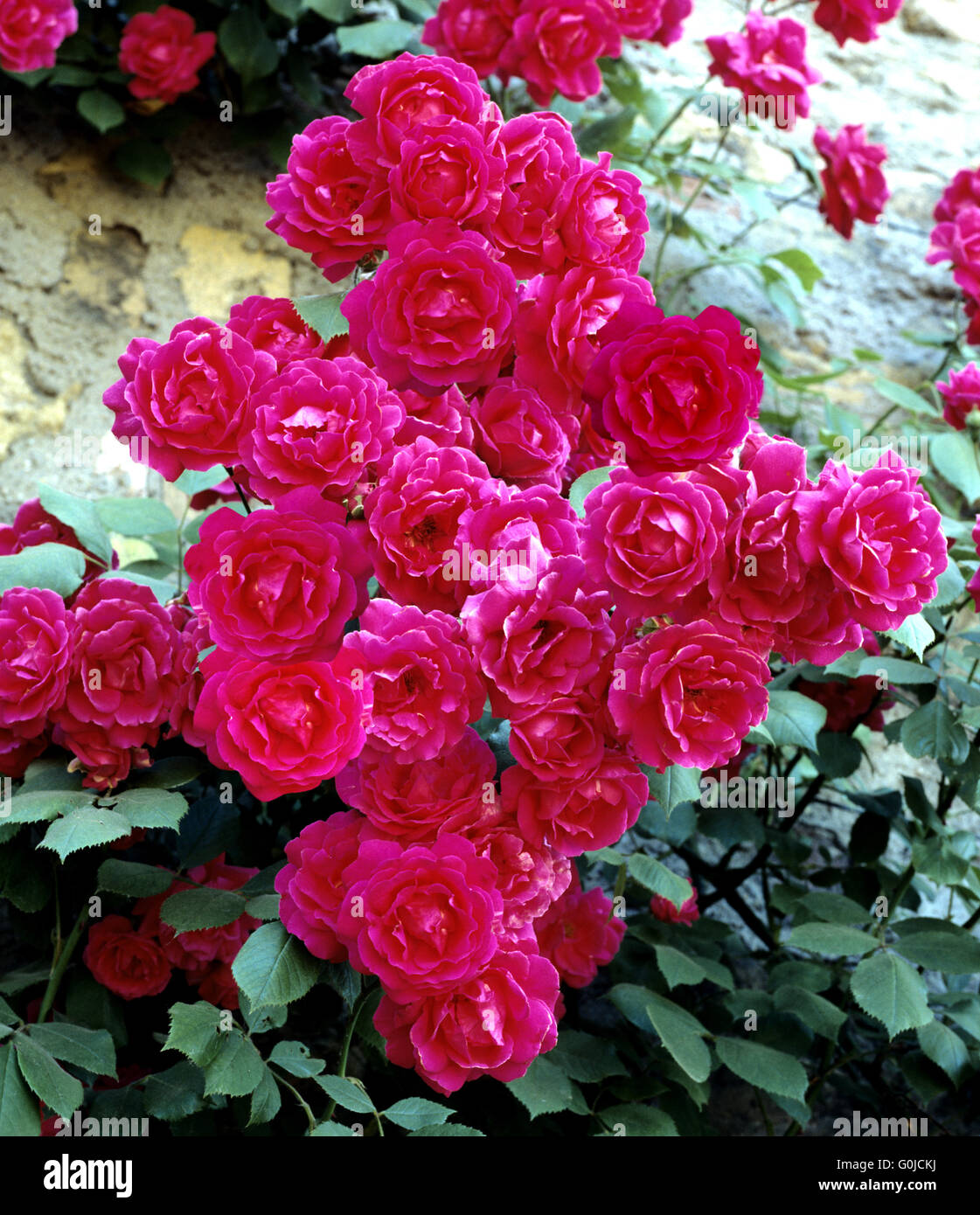 Pauls scarlet climber climbing rose hi-res stock photography and images ...