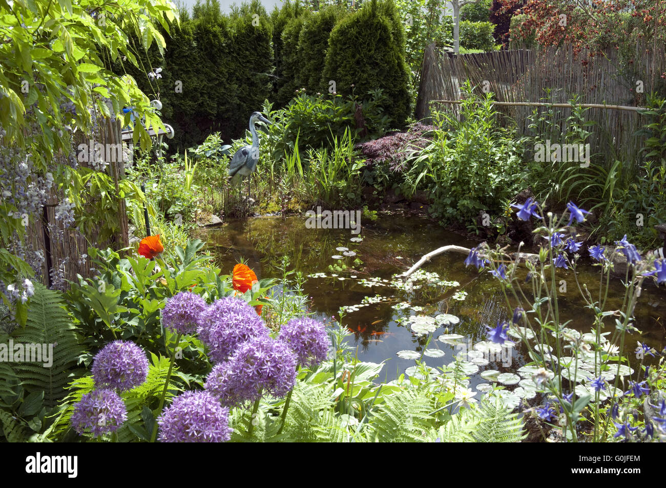 Gartenteich Pflanzen Stock Photos & Gartenteich Pflanzen Stock Images