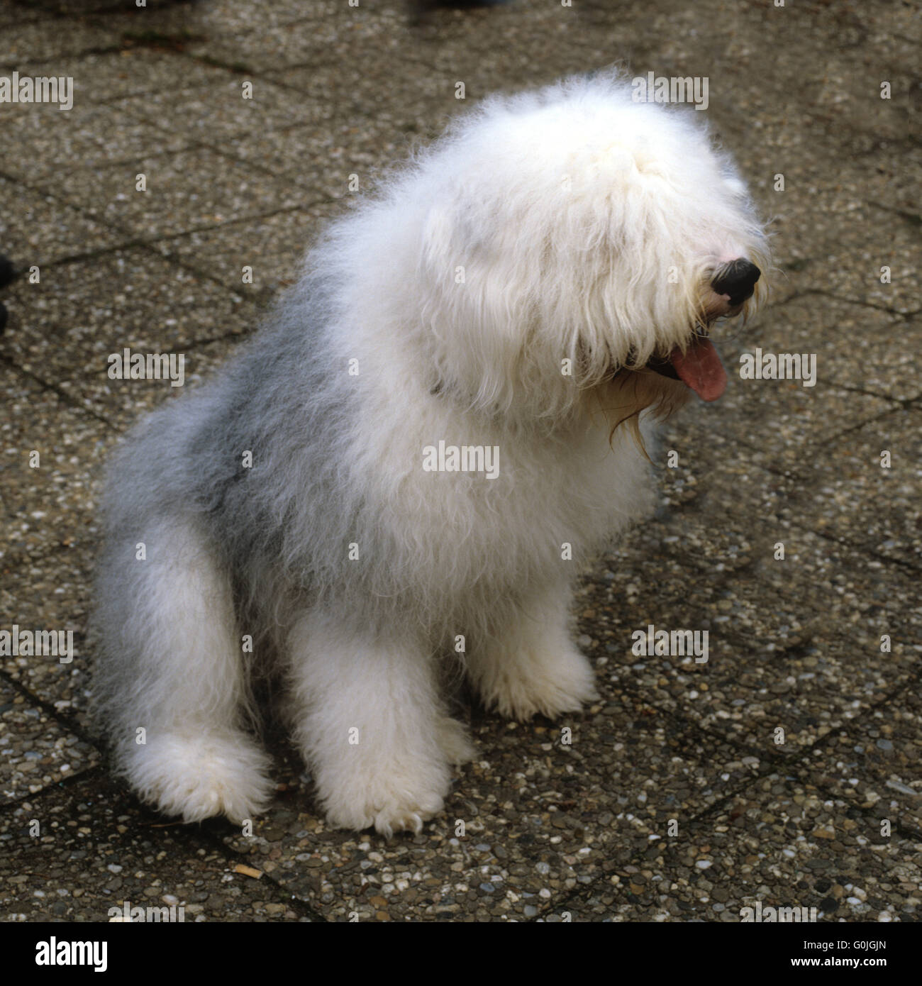 Unity Bobtail Bobtail dog hi-res stock photography and images - Alamy