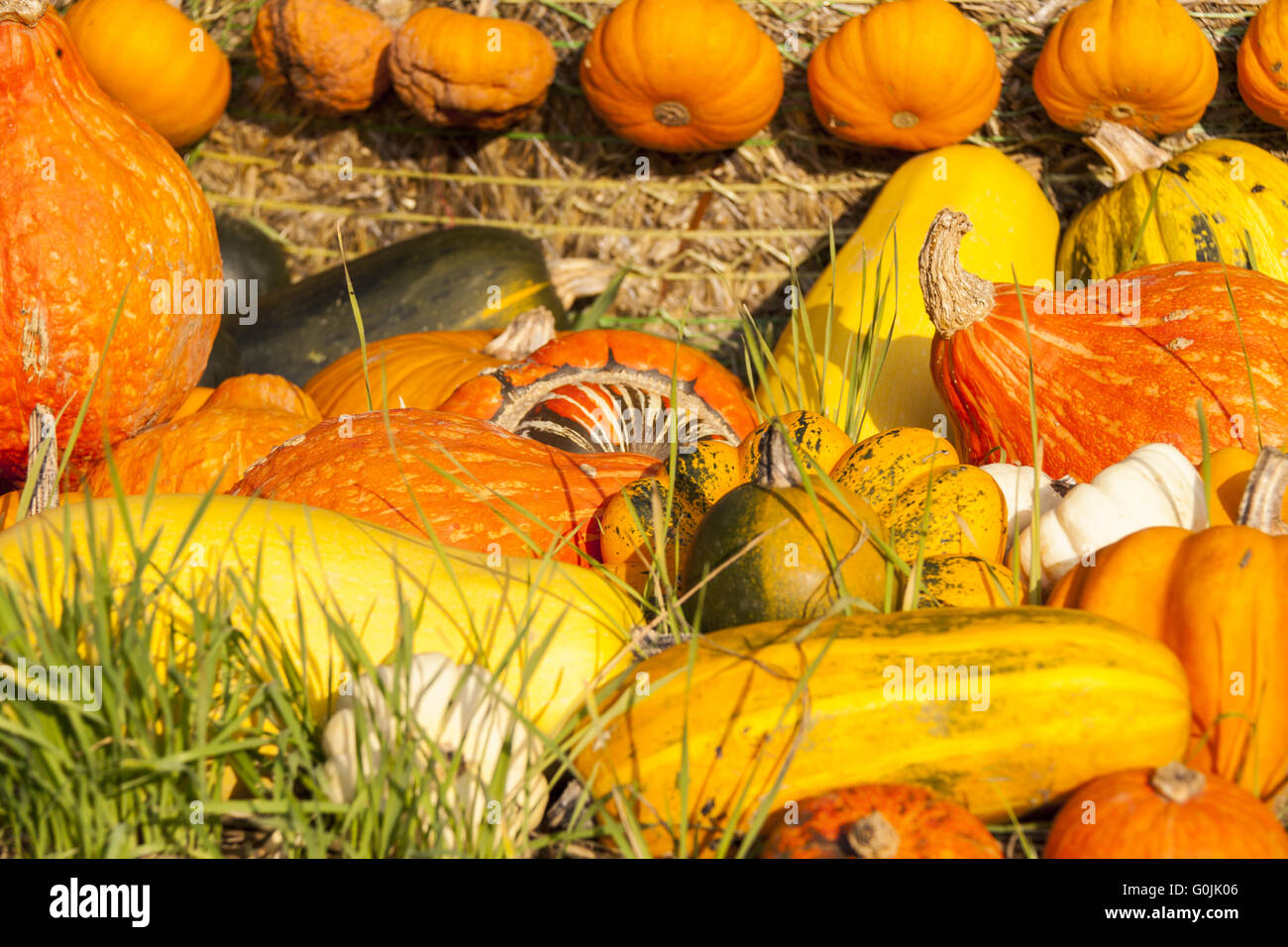 Different maxima and pepo cucurbita pumpkin pumpkins from autumn ...