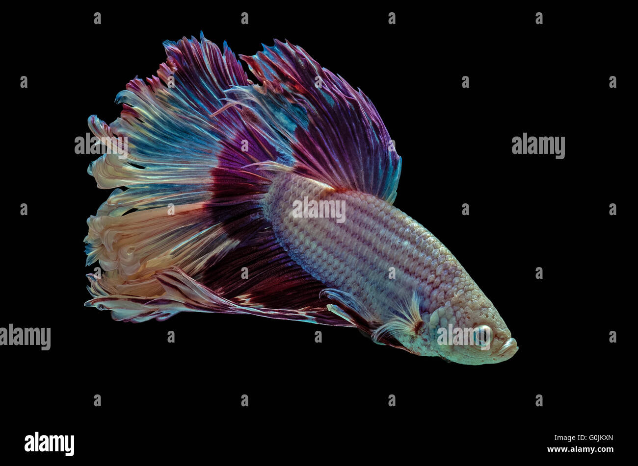 Betta aquarium fighting fish, black background Stock Photo Alamy