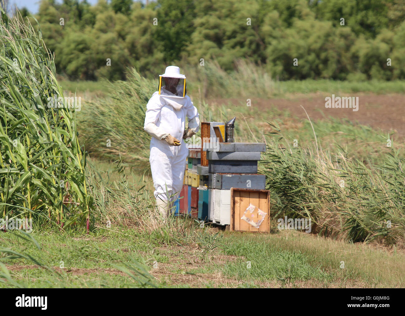 expert beekeeper with protective suit during harvesting honey and many hives with bees in summer Stock Photo
