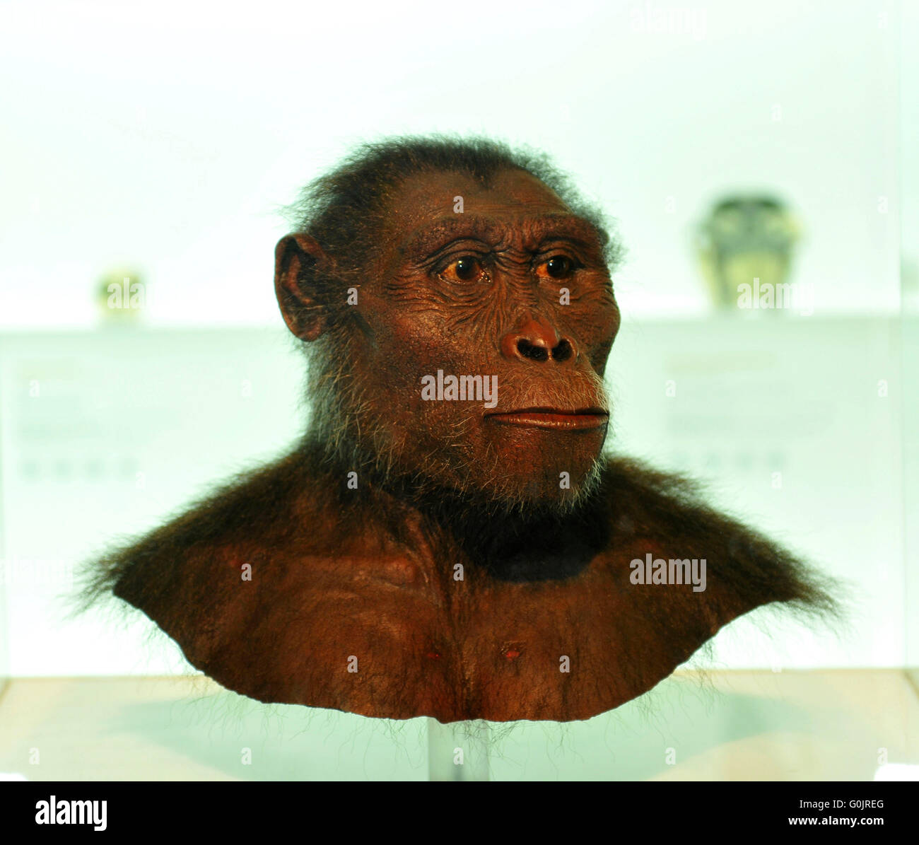Modell, subject, mockup, primordial human being Lucy, Natural History Museum of Basel, Basel, Switzerland / (Australophitecus afarensis) Stock Photo