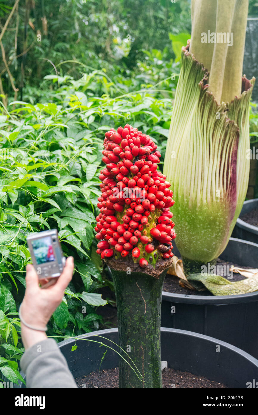 One of the worlds biggest and smelliest flowers hires stock