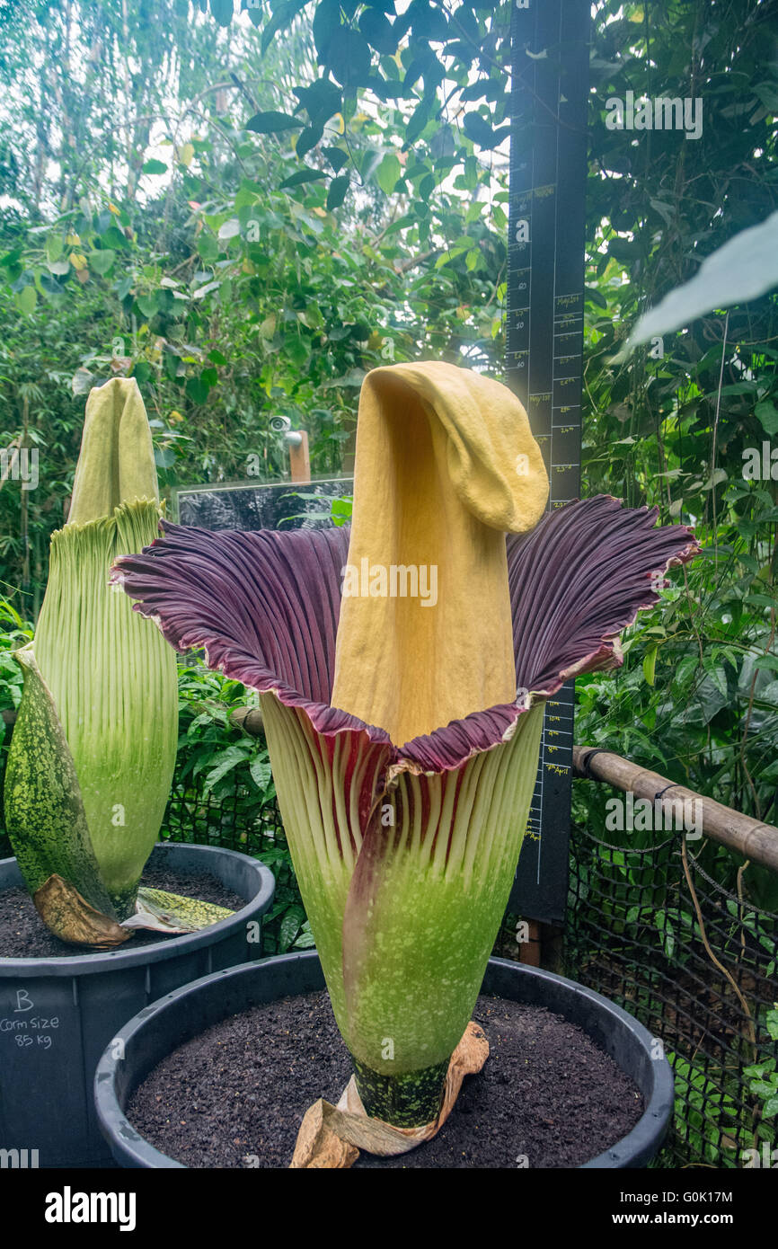 Eden Project, Cornwall, UK. 2nd May 2016. Hankies at the ready! Three of the world's biggest, stinkiest flowers are ready to burst forth at Eden with the first one opening today. The Eden Project is today bracing itself for an almighty stink as three of the biggest, smelliest flowers in the world are due to blossom at around the same time. Credit:  Simon Maycock/Alamy Live News Stock Photo