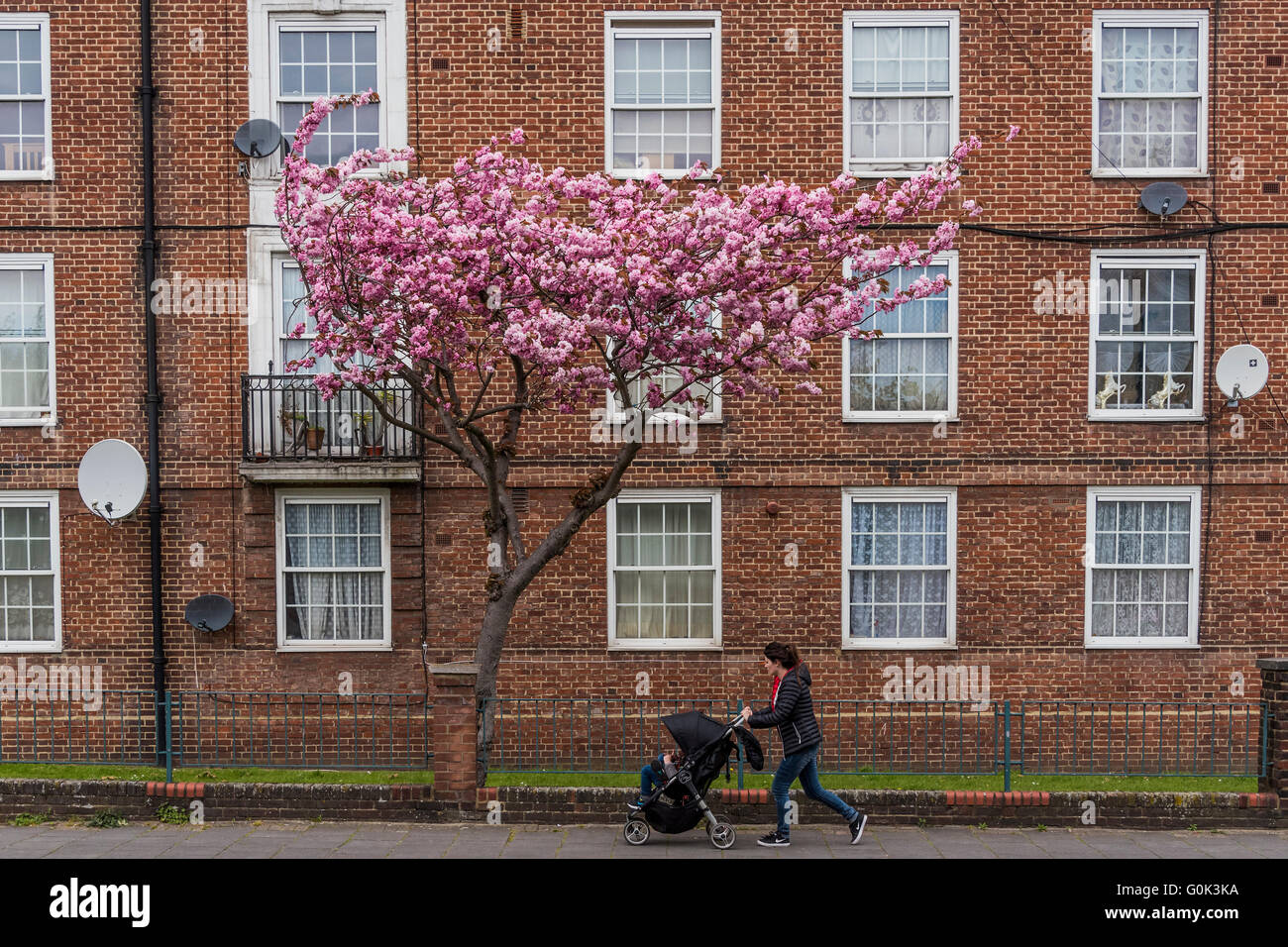 London, UK. 02nd May, 2016. A tree is in full blossom its riot of