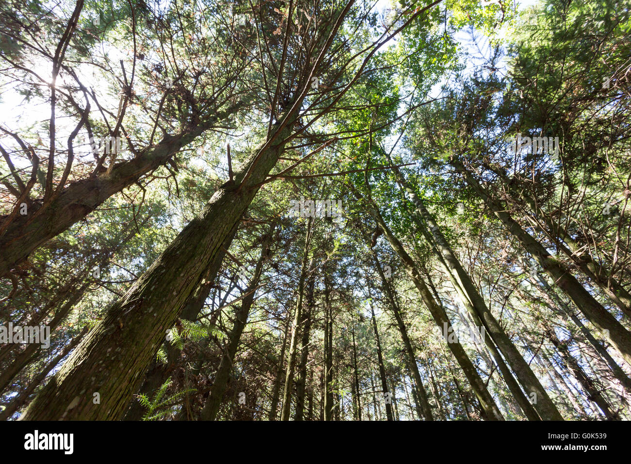 Sao Paulo, Brazil. 1st May, Pine trees forest is seen during this sunny