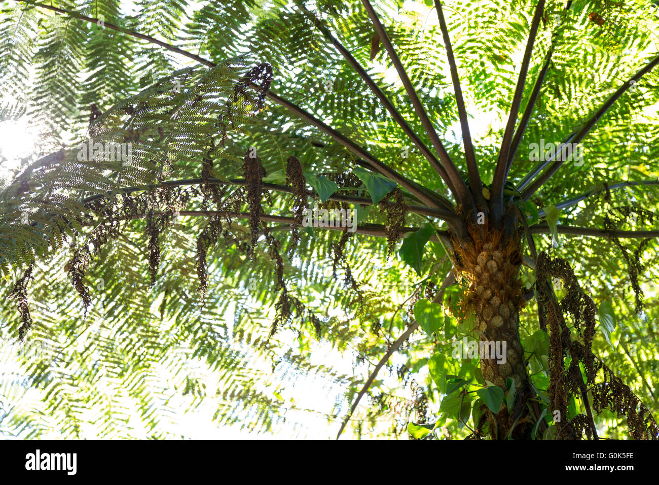 Sao Paulo, Brazil. 1st May, 2016. Xaxim or samambaiaçu (Dicksonia sellowiana) an arborescent fern is seen during this sunny day in Cantareira State Park (Portuguese: Parque Estadual da Cantareira) in Sao Paulo, Brazil. Credit:  Andre M. Chang/ARDUOPRESS/Alamy Live News Stock Photo