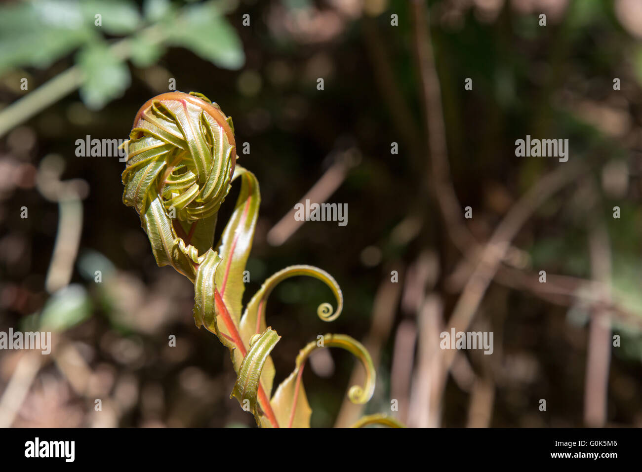 Sao Paulo, Brazil. 1st May, 2016. Xaxim or samambaiaçu (Dicksonia sellowiana) arborescent tree growing fern frond unfurling seen during this sunny day in Cantareira State Park (Portuguese: Parque Estadual da Cantareira) in Sao Paulo, Brazil. Credit: Andre M. Chang/Alamy Live News Stock Photo