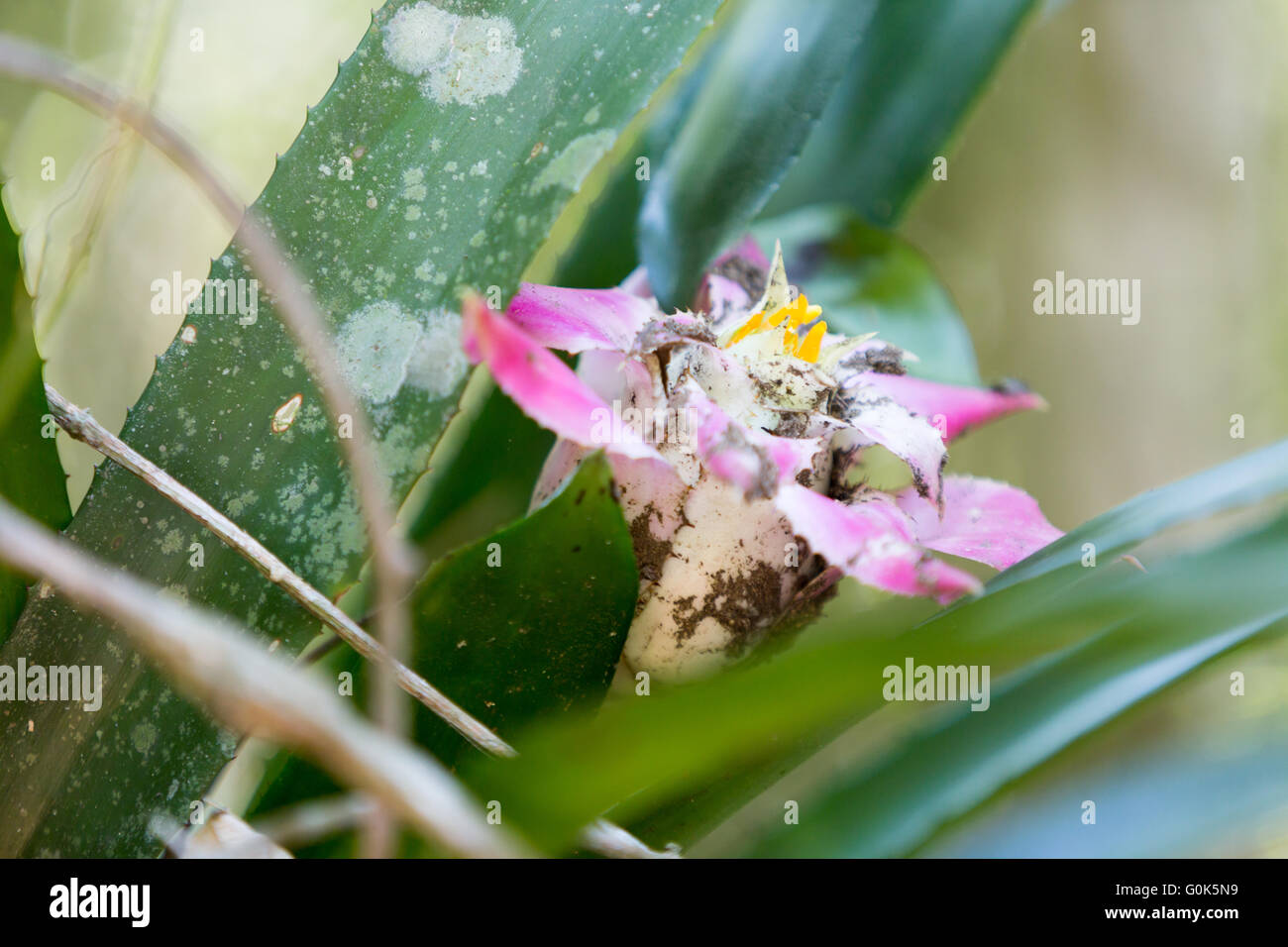 Sao Paulo, Brazil. 1st May, 2016. A bromeliad (Wittrochia cyathiformis) flower is seen during this sunny day in Cantareira State Park (Portuguese: Parque Estadual da Cantareira) in Sao Paulo, Brazil. Credit:  Andre M. Chang/ARDUOPRESS/Alamy Live News Stock Photo