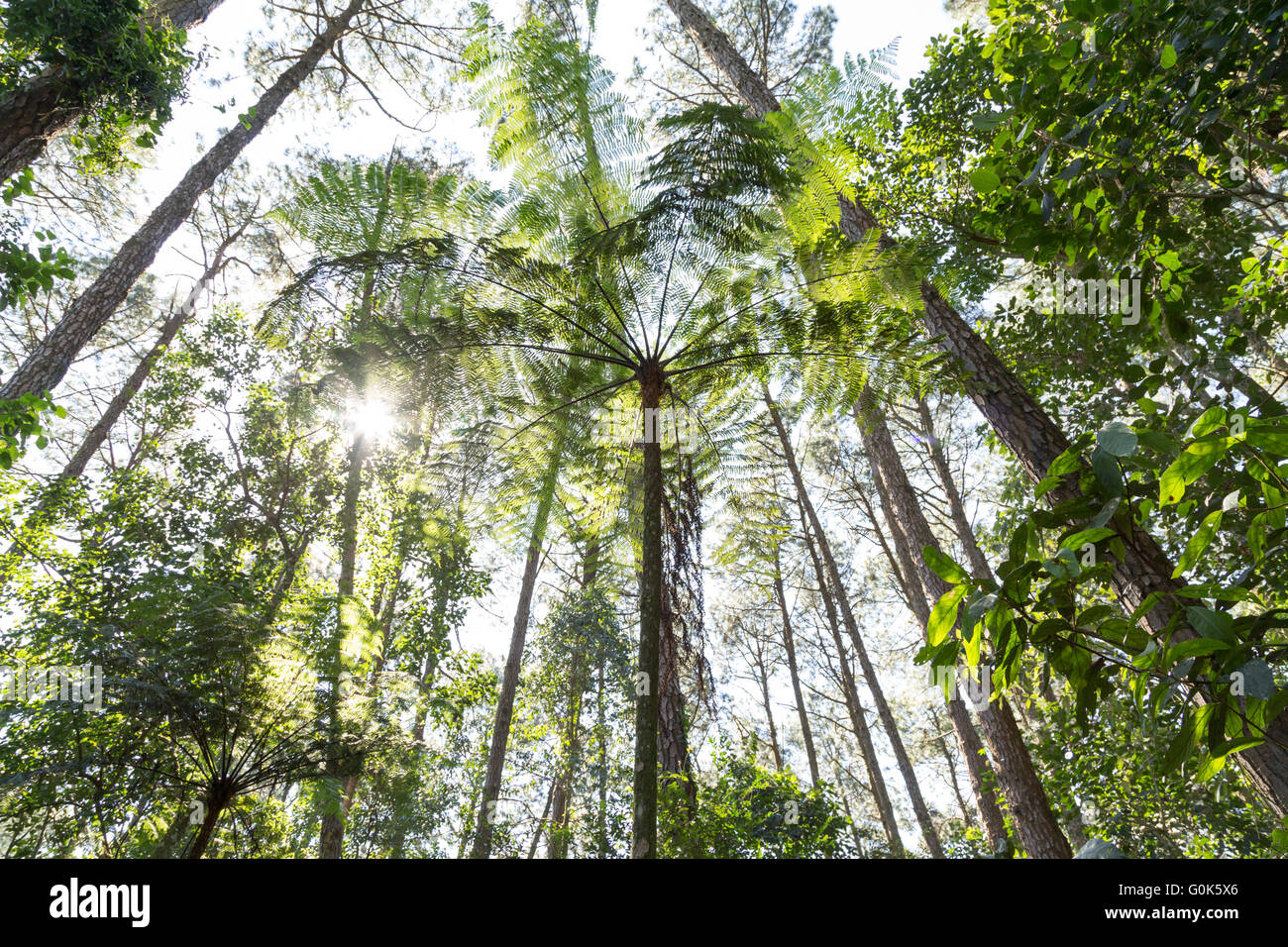 Sao Paulo, Brazil. 1st May, 2016. Xaxim or samambaiaçu (Dicksonia sellowiana) an arborescent fern is seen during this sunny day in Cantareira State Park (Portuguese: Parque Estadual da Cantareira) in Sao Paulo, Brazil. Credit:  Andre M. Chang/ARDUOPRESS/Alamy Live News Stock Photo