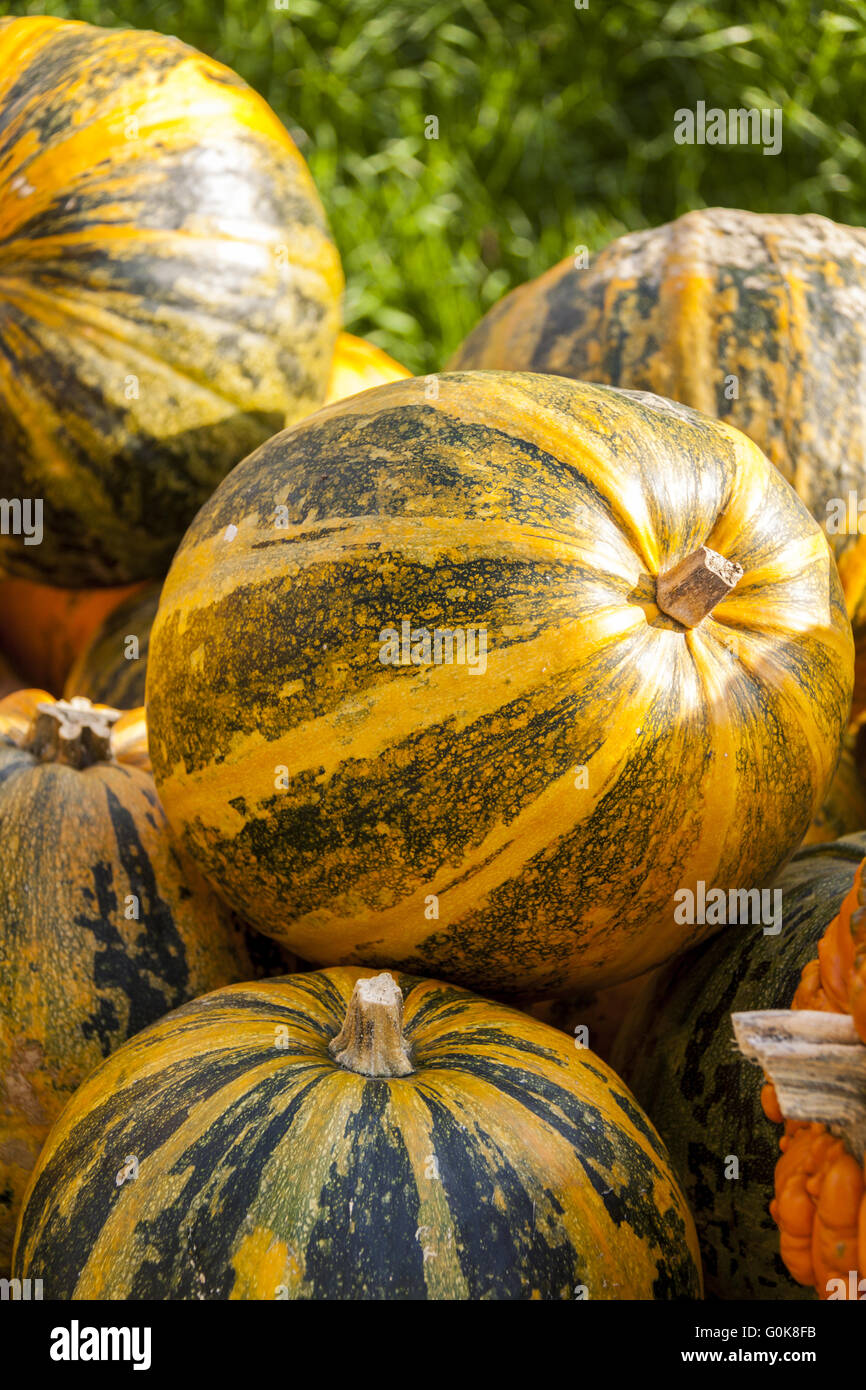 Lady godiva oil hi-res stock photography and images - Alamy
