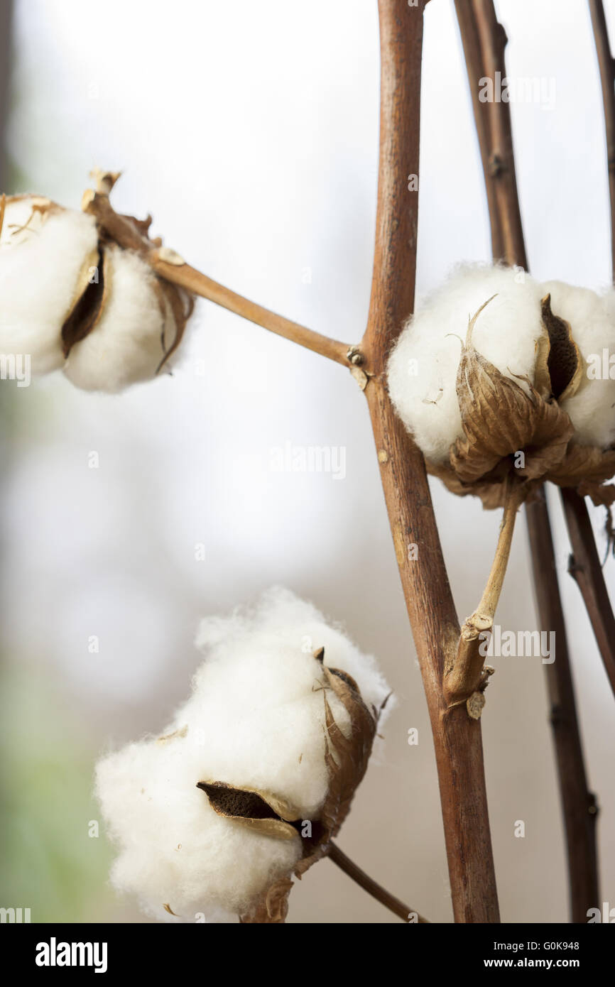 Cotton ball hires stock photography and images Alamy