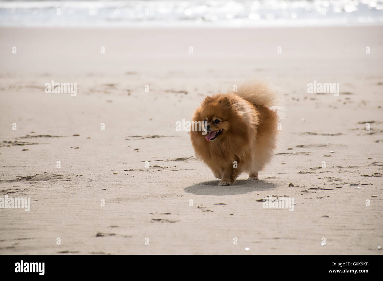 A cute puppy walking on the beach Stock Photo