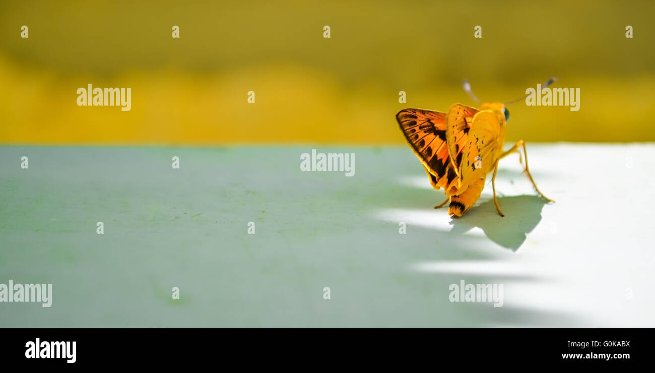 A yellow butterfly Stock Photo