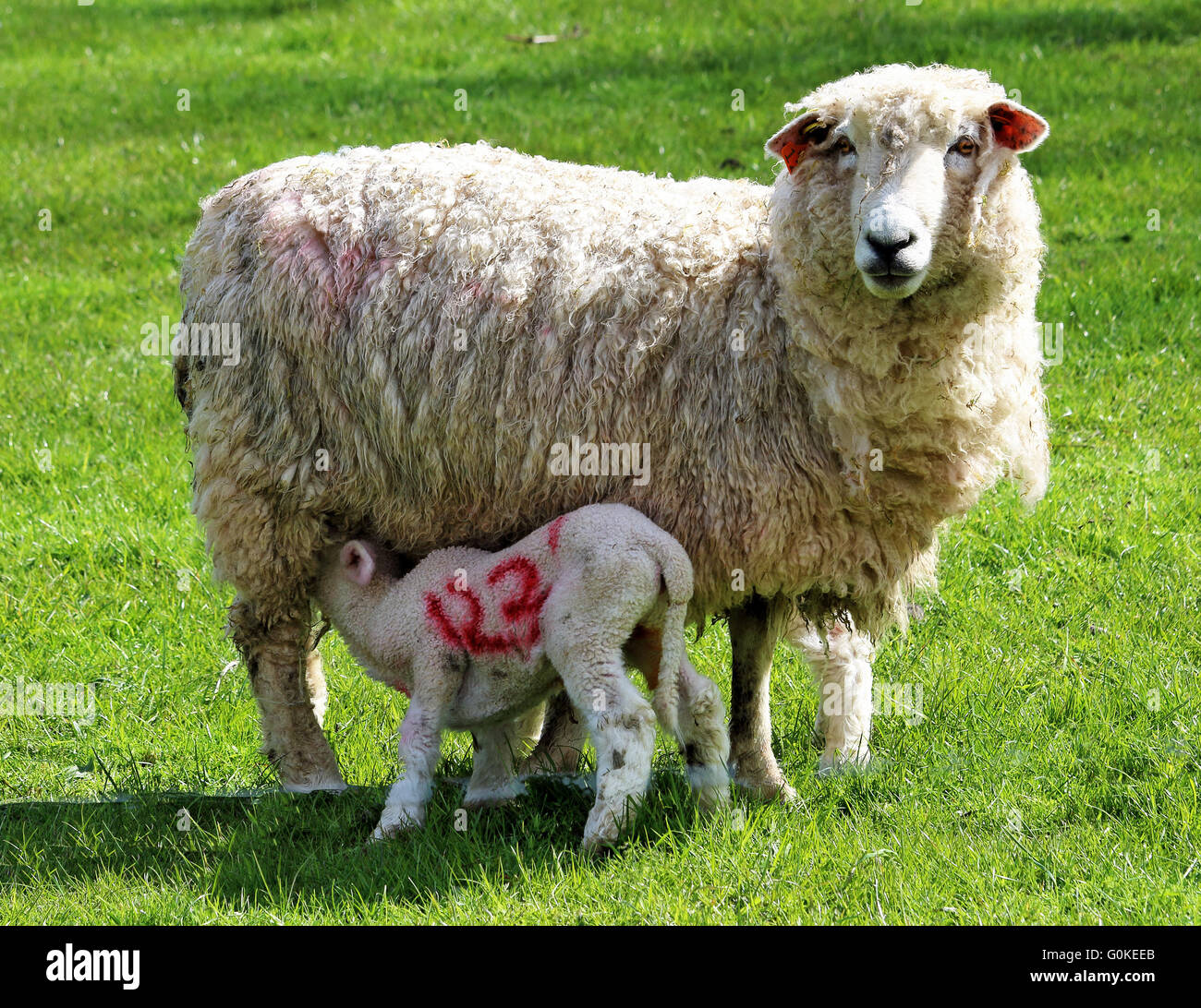 Spring Lamb feeding from a Ewe Stock Photo