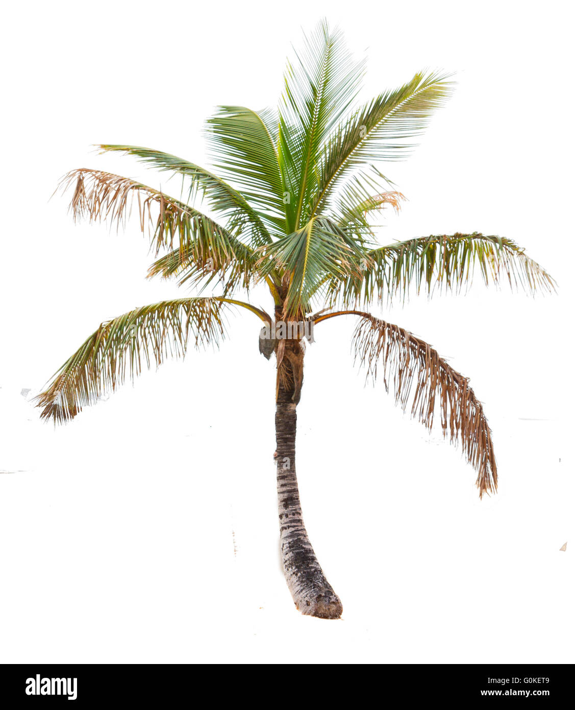 palm tree on white Stock Photo