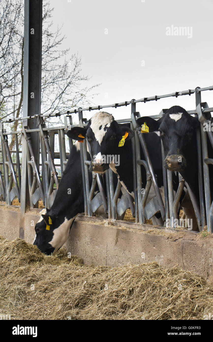 Cattle yokes hires stock photography and images Alamy