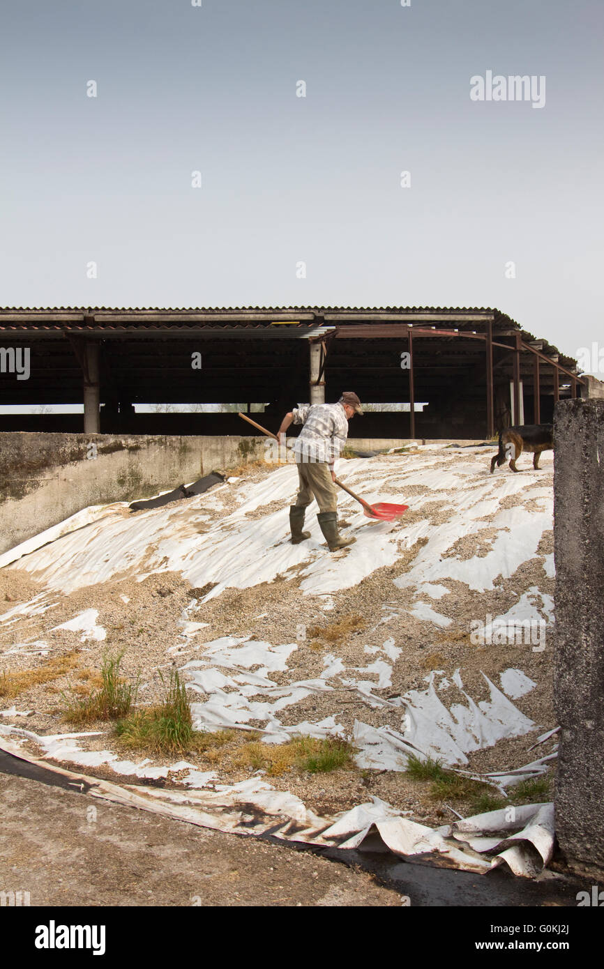 Man sweeping off the gravel used to weigh dowen the plastic sheet on a silage clamp on a dairy farm in Northern Italy Stock Photo
