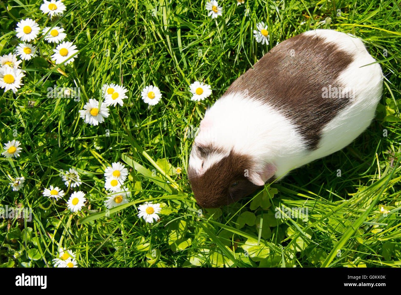 Guinea pig eating grass outside in the garden. Guinea pig (Cavia