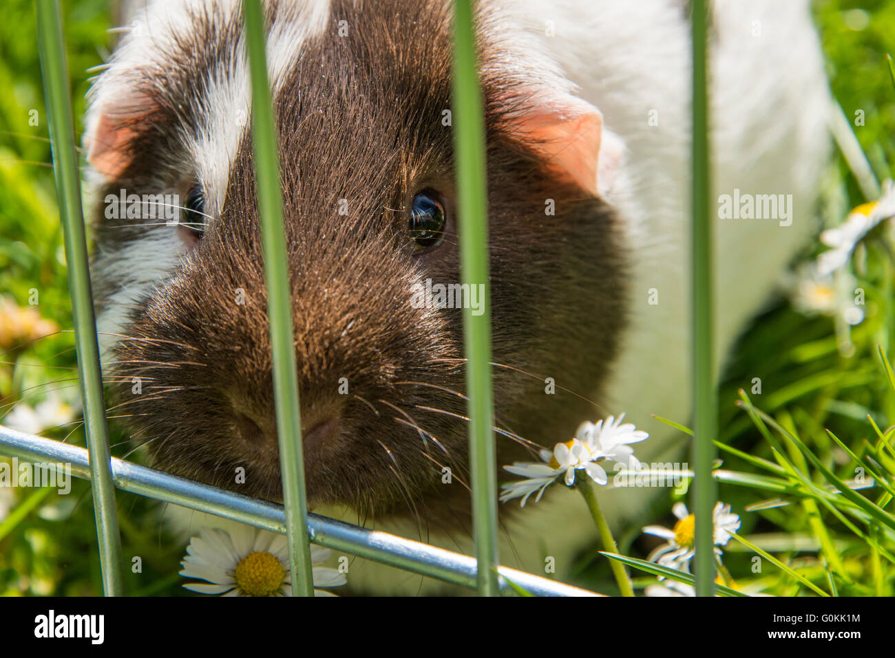 Guinea pig eating grass outside in the garden. Guinea pig (Cavia