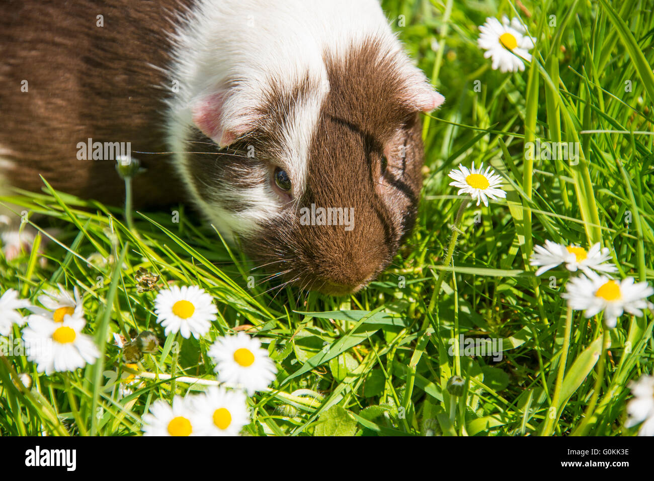 Guinea pig eating grass outside in the garden. Guinea pig (Cavia