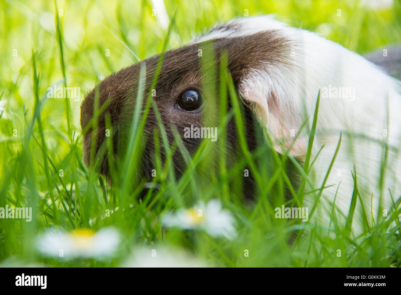 Guinea pig eating grass outside in the garden. Guinea pig (Cavia