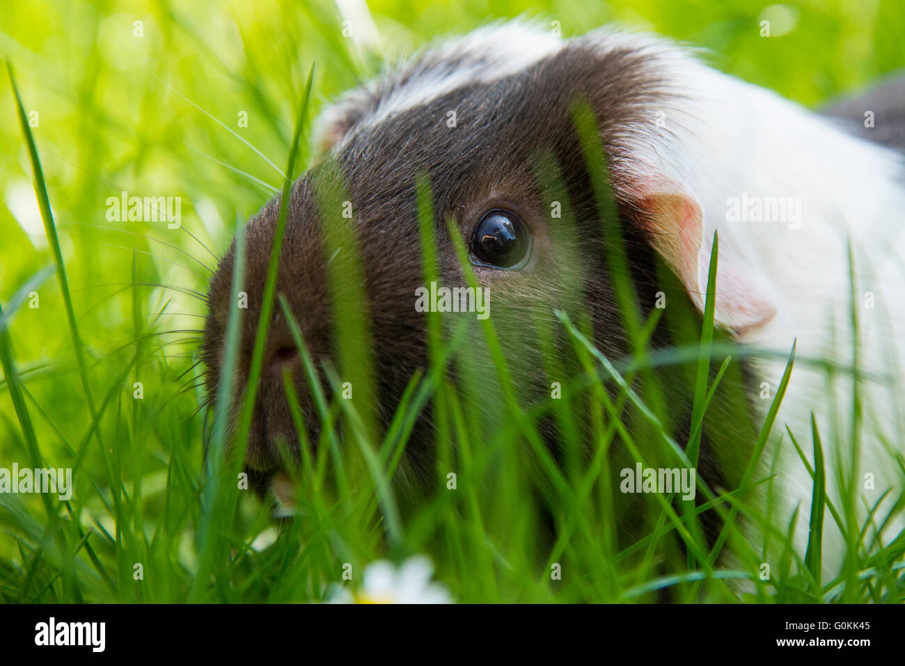 Guinea pig eating grass outside in the garden. Guinea pig (Cavia