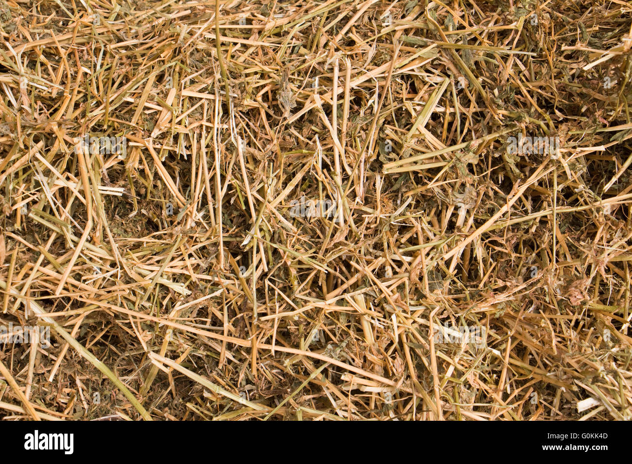 Alfalfa hay close-up Stock Photo