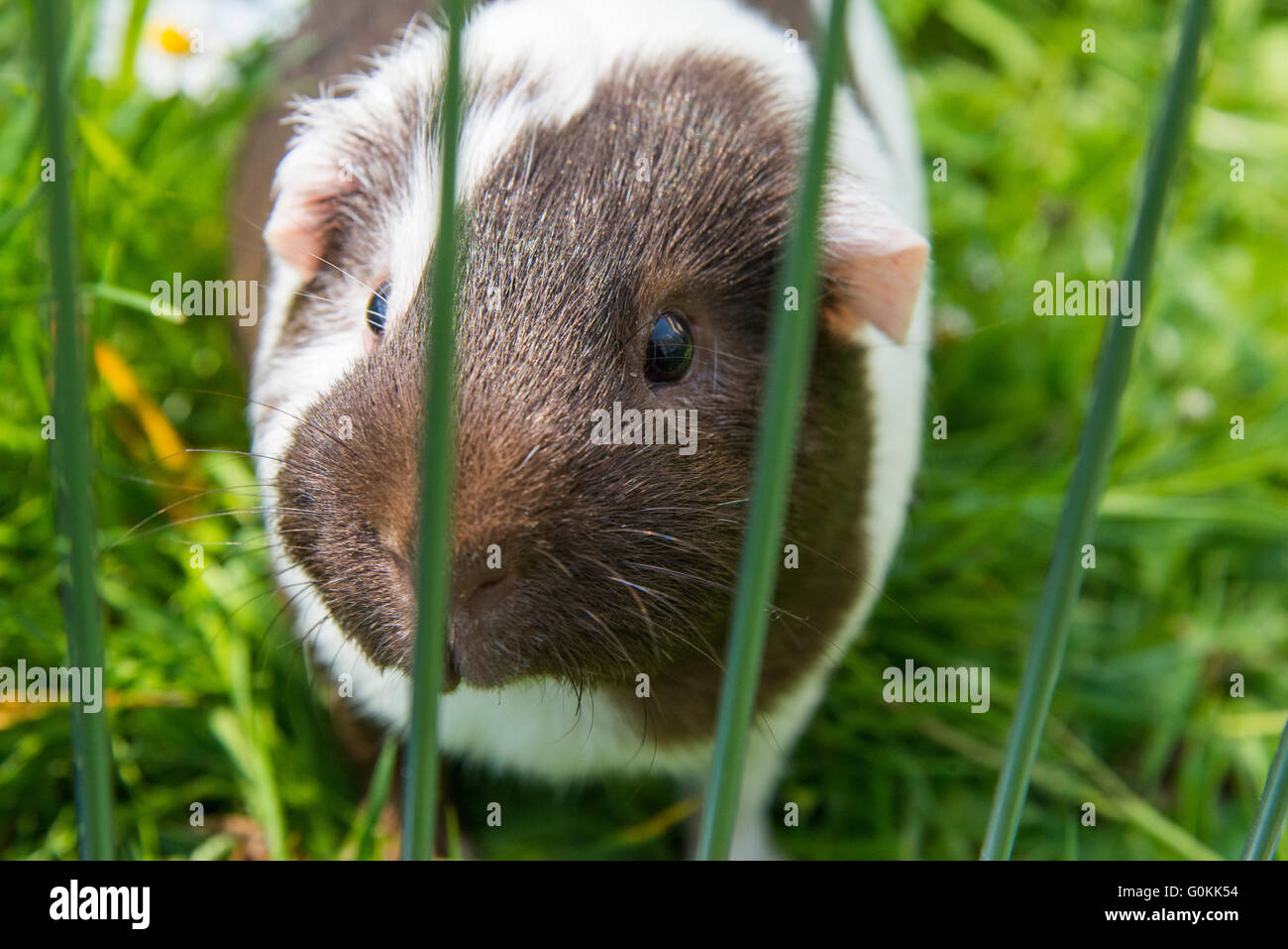 Guinea pig eating grass outside in the garden. Guinea pig (Cavia