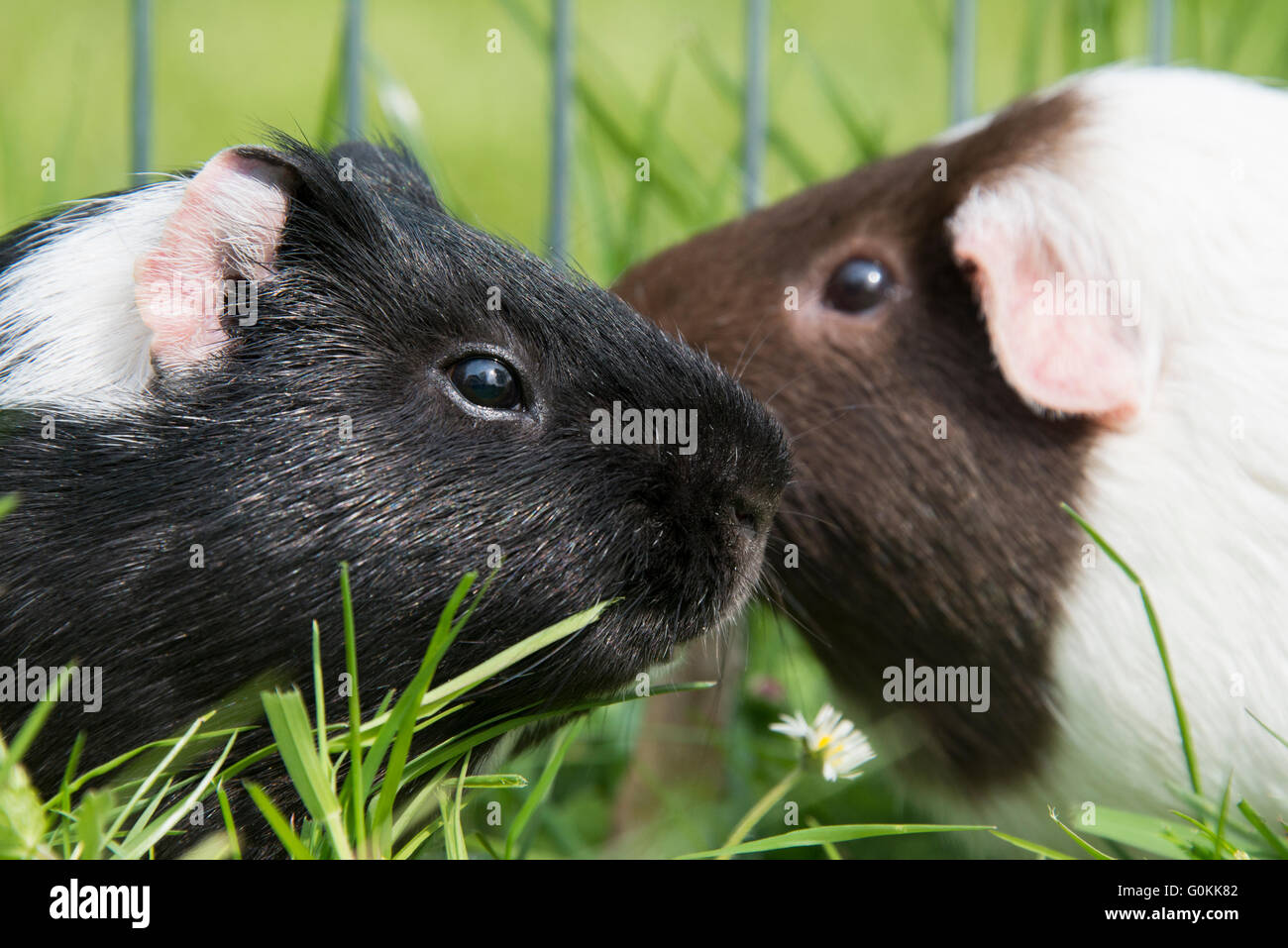 Guinea pig eating grass outside in the garden. Guinea pig (Cavia