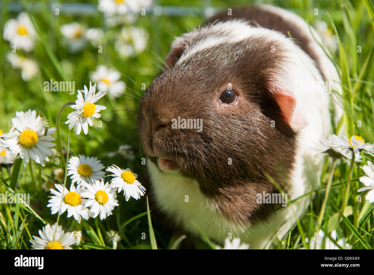 Guinea pig eating grass outside in the garden. Guinea pig (Cavia