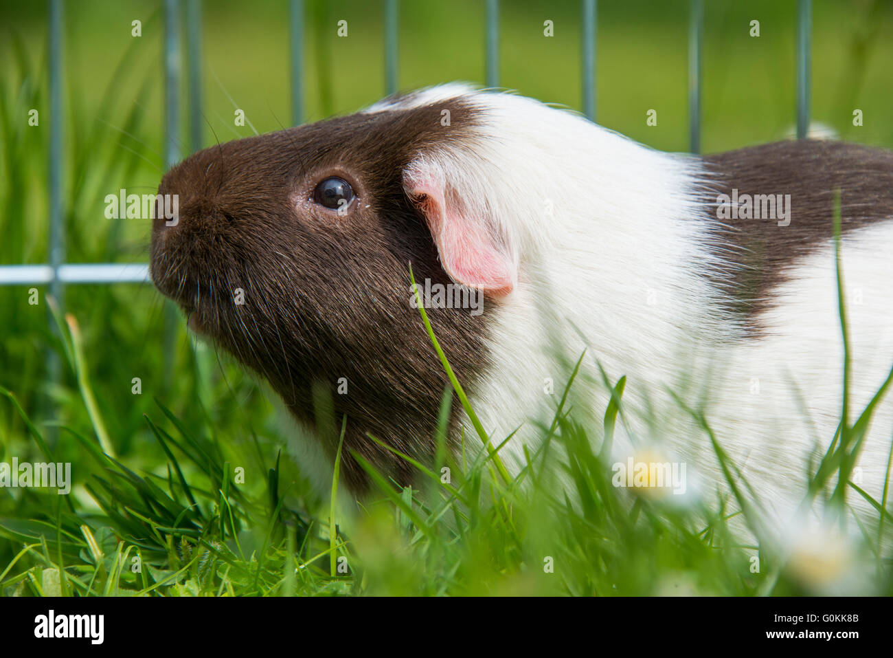Guinea pig eating grass outside in the garden. Guinea pig (Cavia