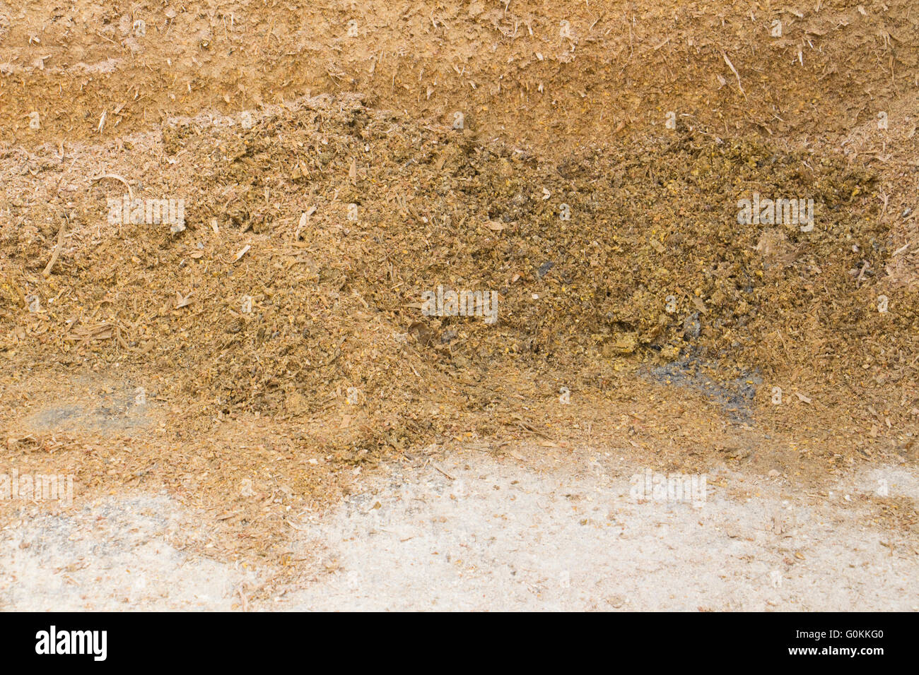 Mouldy maize silage at the base of a maize silage bunker on a dairy farm in Northern Italy Stock Photo