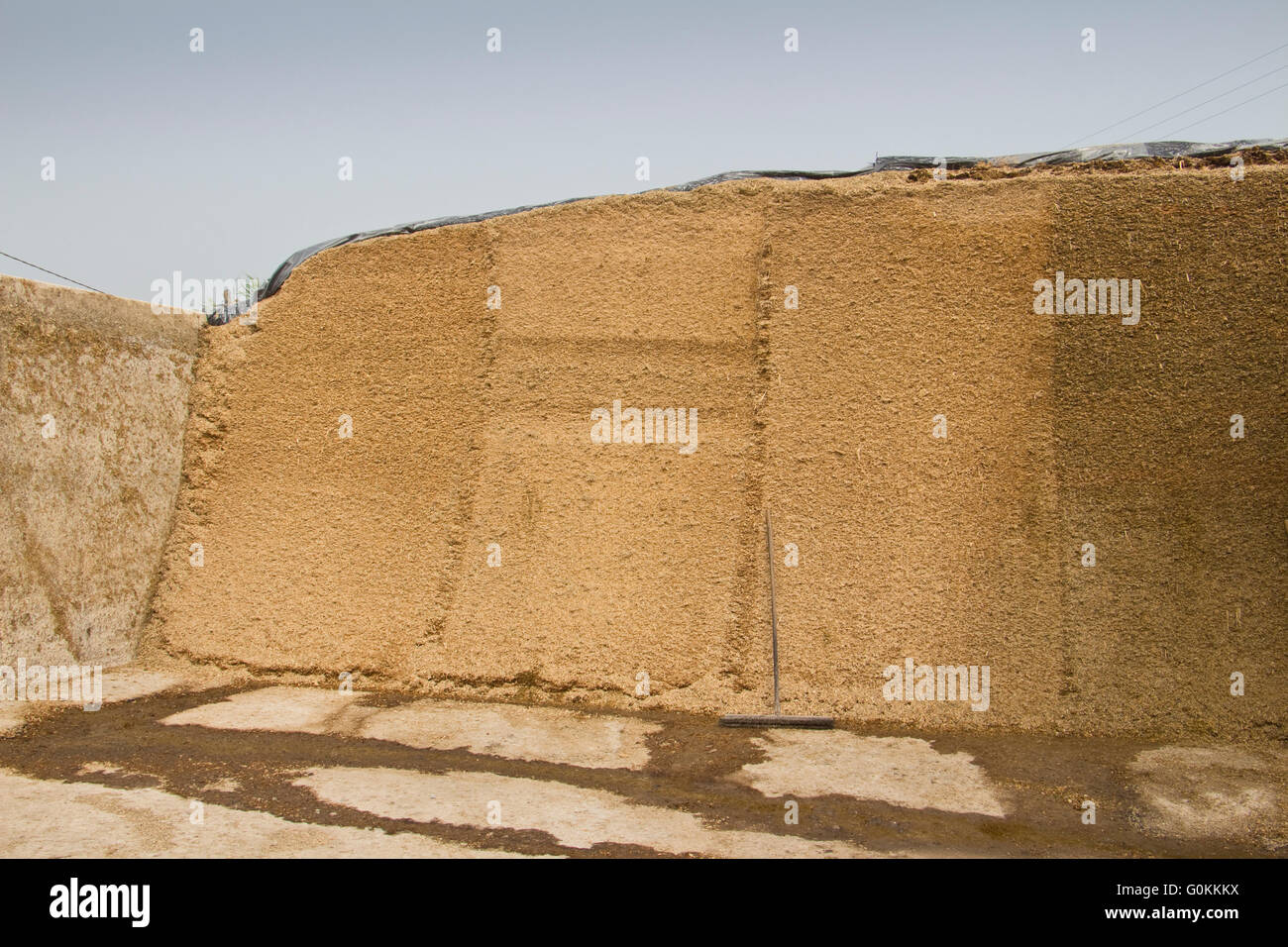 Maize silage in a bunker, Italy. Stock Photo