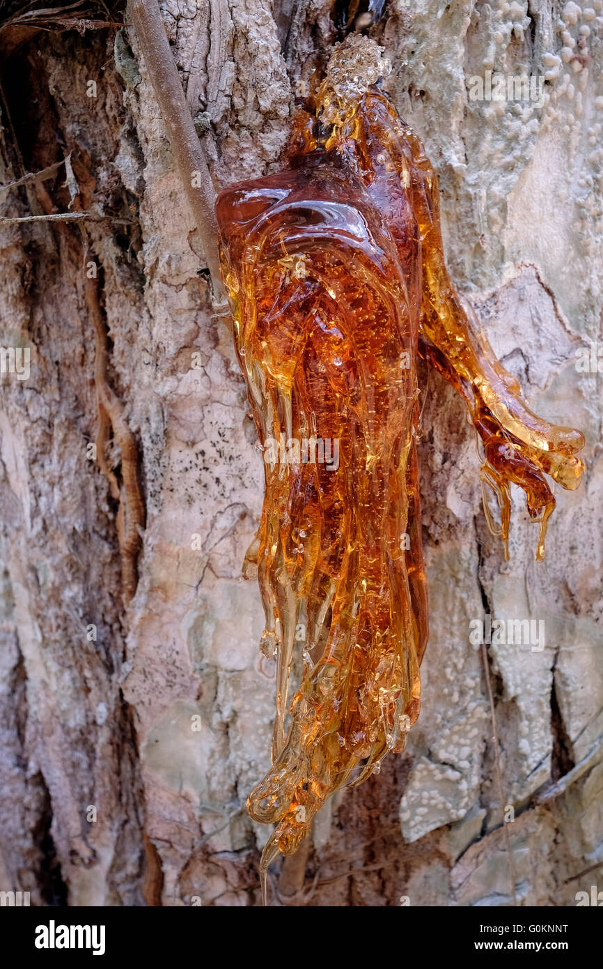 Resin extruding from the trunk of a Cedrela odorata tree commonly known as Spanish cedar or tropical cedar at the north shore of Lake Yaxha in the northeast of the Peten Basin region. Guatemala Stock Photo