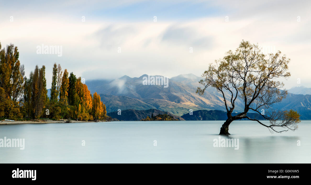The iconic lone tree of Lake Wanaka, New Zealand. Stock Photo