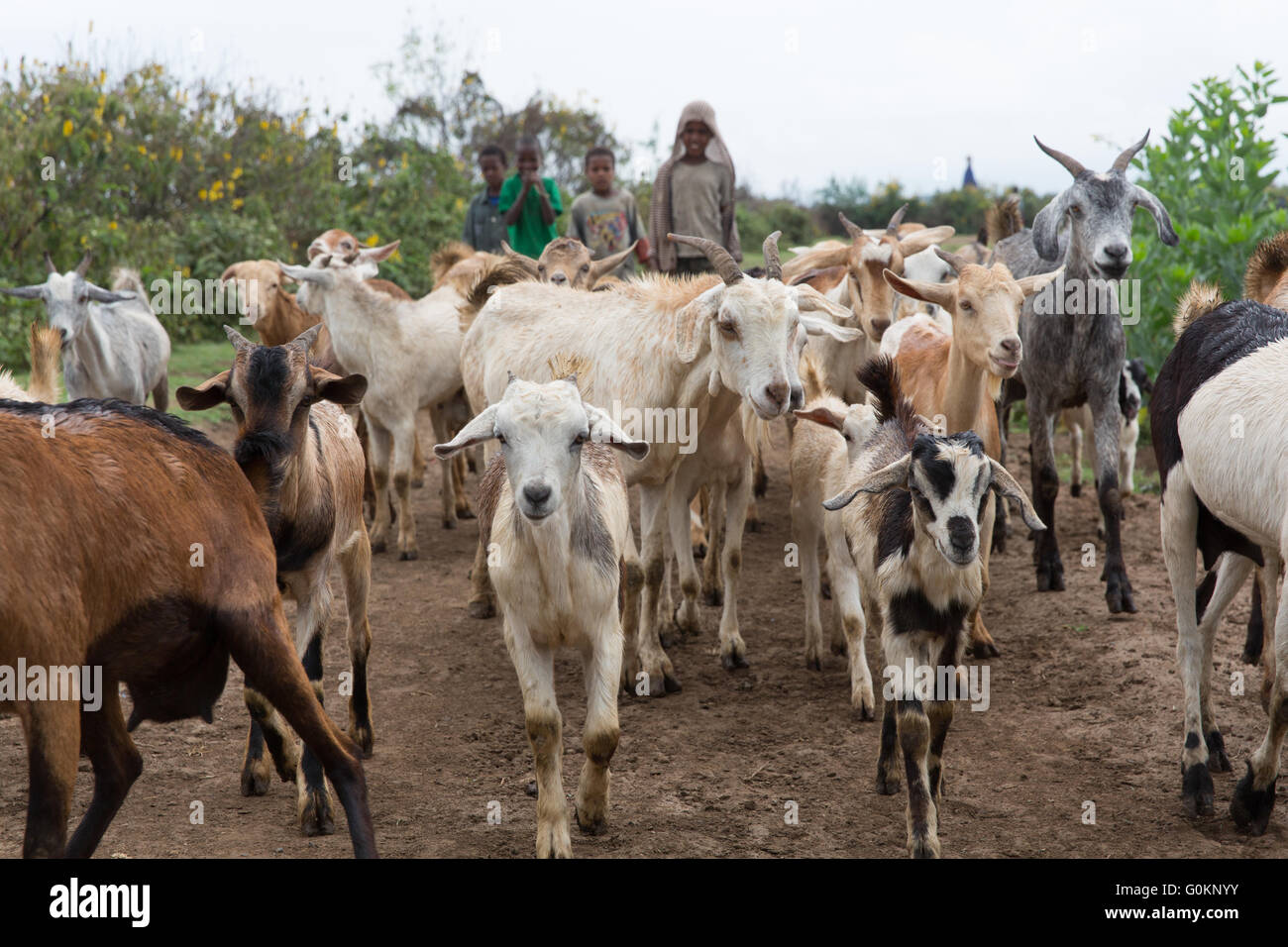 Meki River Delta, Ethiopia, October 2013: Children herding goats to pasture. Stock Photo