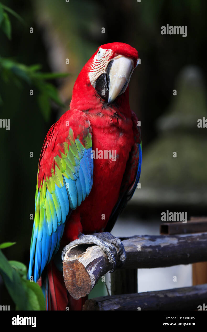 Parrot on a branch Stock Photo