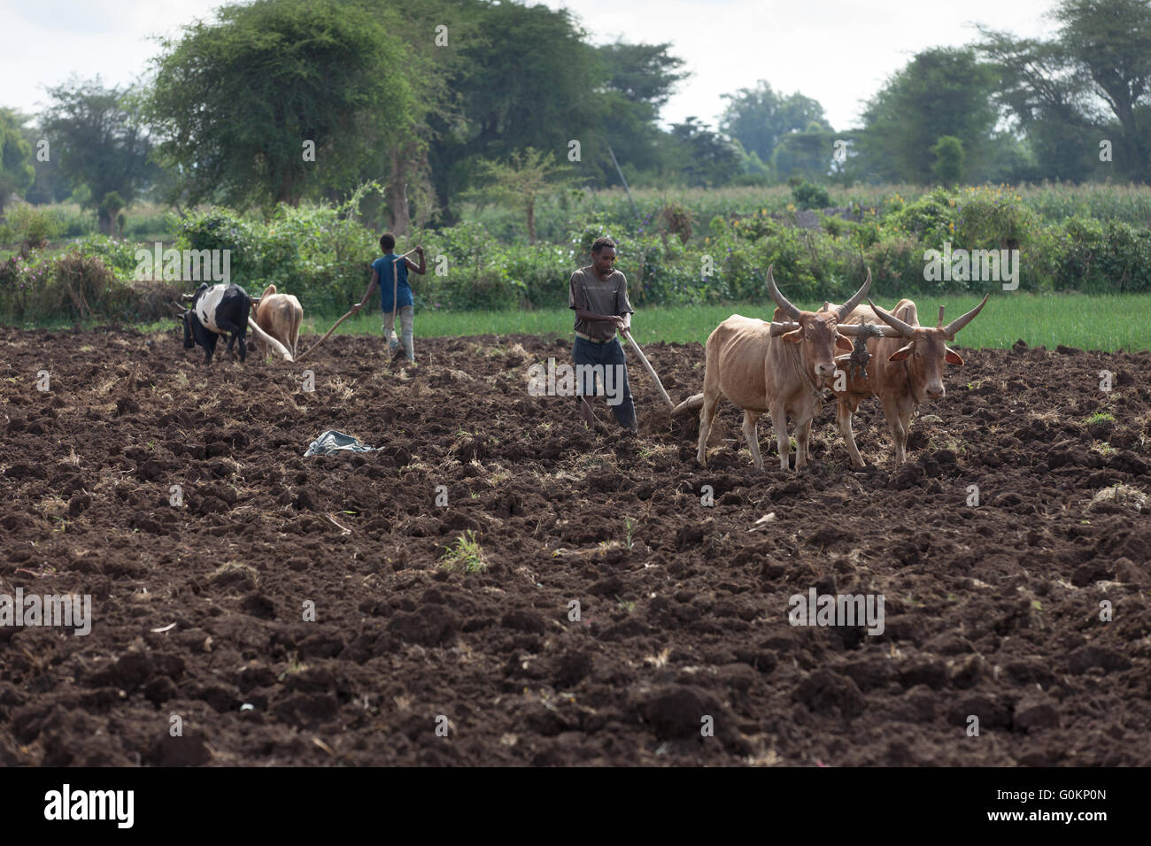 Meki River delta, Ziway, Ethiopia, October 2013 Farmers plough their land with oxen. Stock Photo